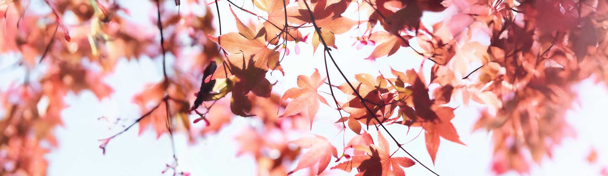 Horoskop Oktober 2025
